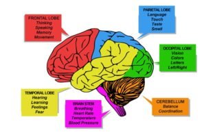 Brain Lobe Function graphic